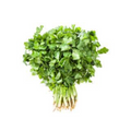 Cilantro
