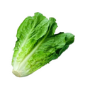 Lechuga Chilena
